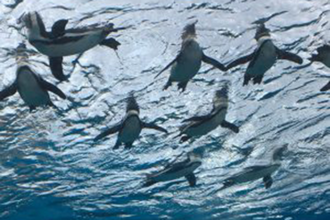 Shiawaseya-明けましておめでとうございます