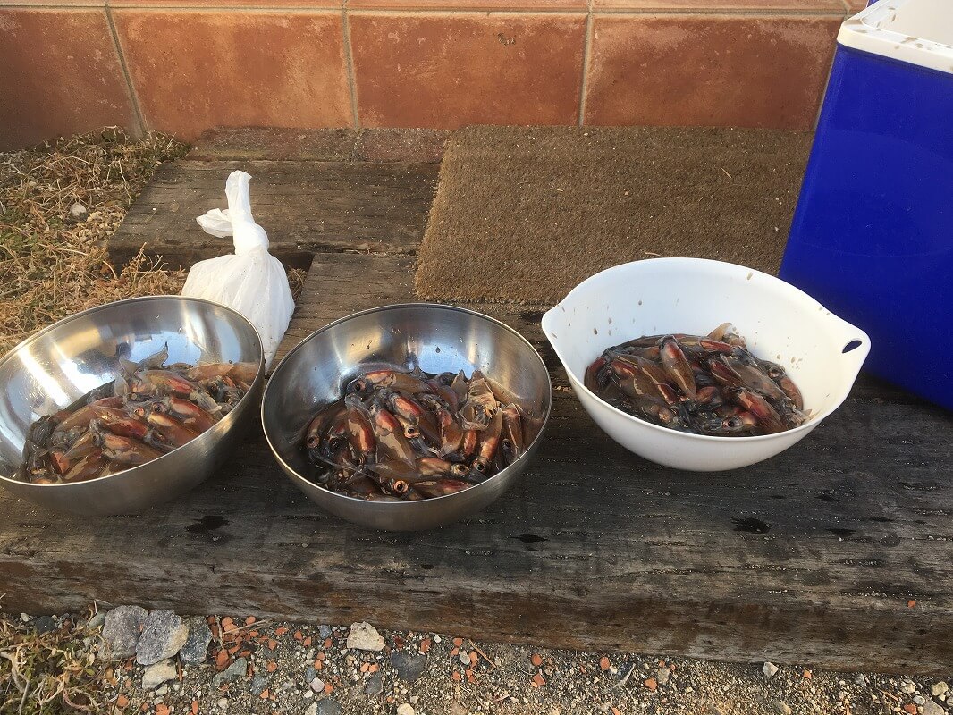 Shiawaseya-旬の物　ホタルイカ