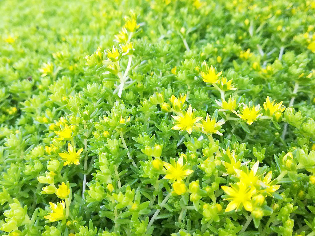 Shiawaseya-セダム