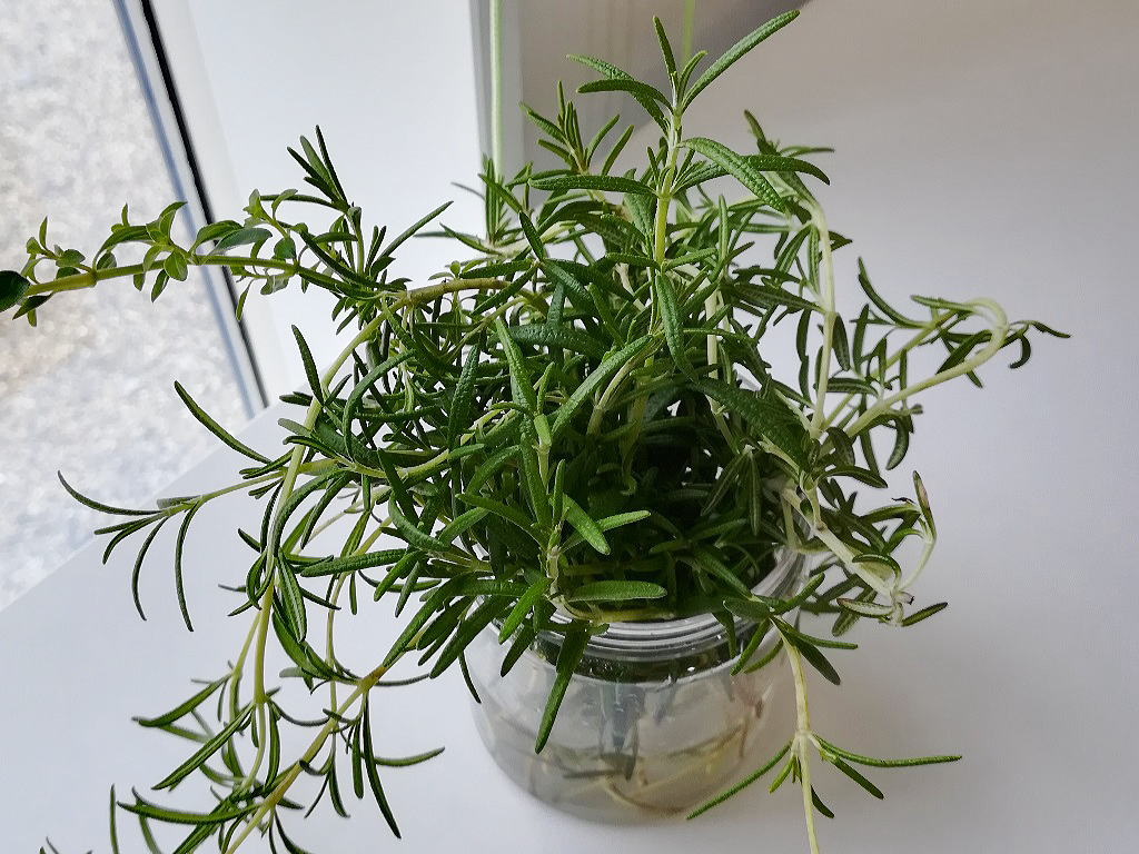 Shiawaseya-剪定後は室内で楽しむ♪