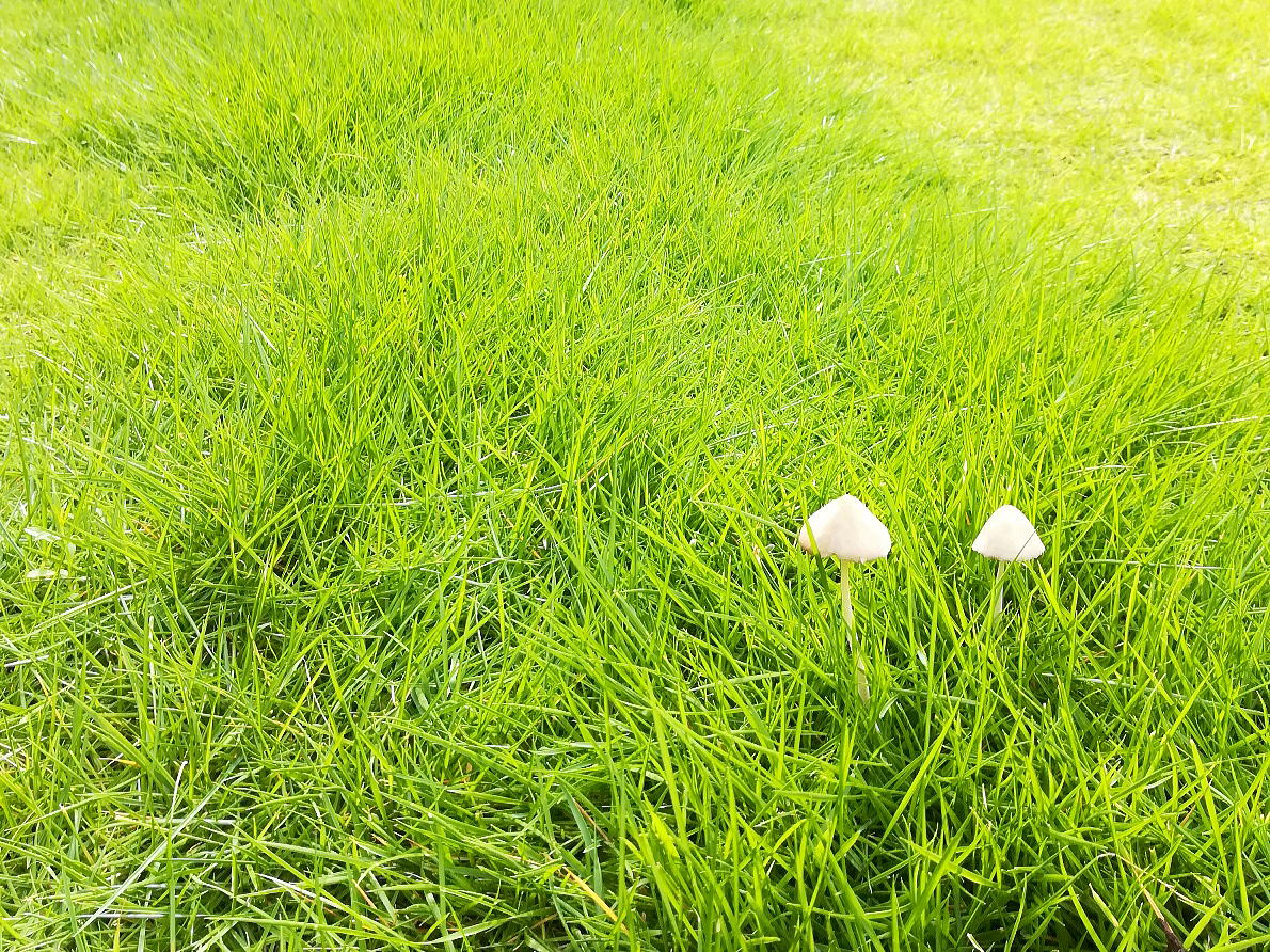 Shiawaseya-芝刈り