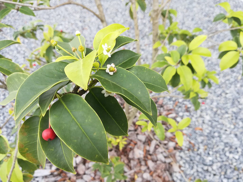 Shiawaseya-狂い咲き