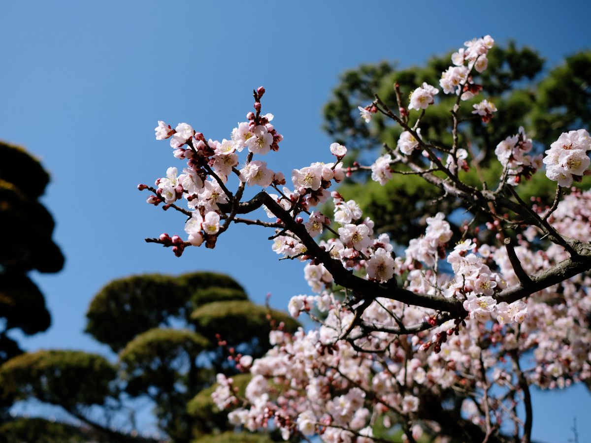 Shiawaseya-パッと咲く。