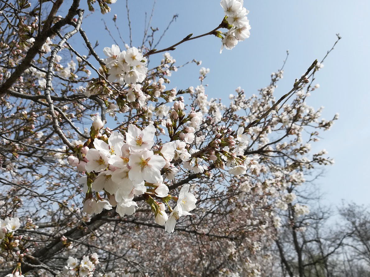 Shiawaseya-サクラサク