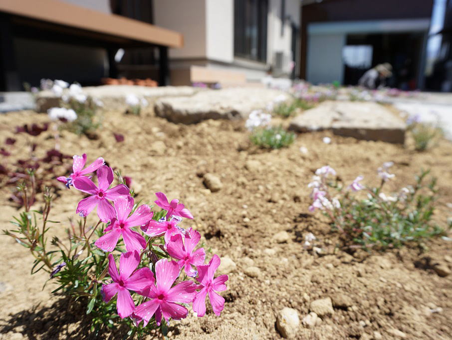Shiawaseya-植栽の植え付け　～芝桜～