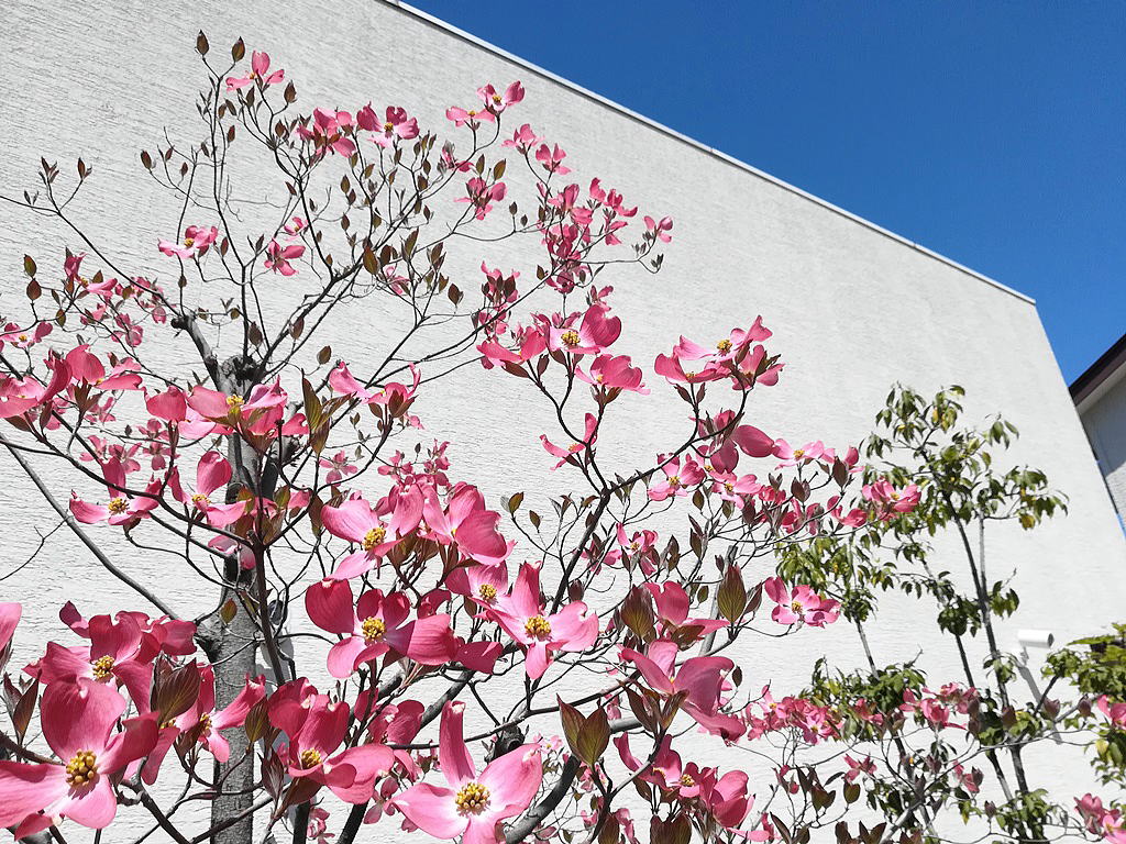 Shiawaseya-ハナミズキ