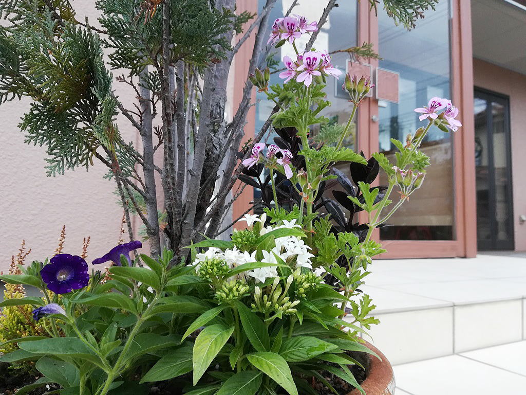 Shiawaseya-花壇も衣替え