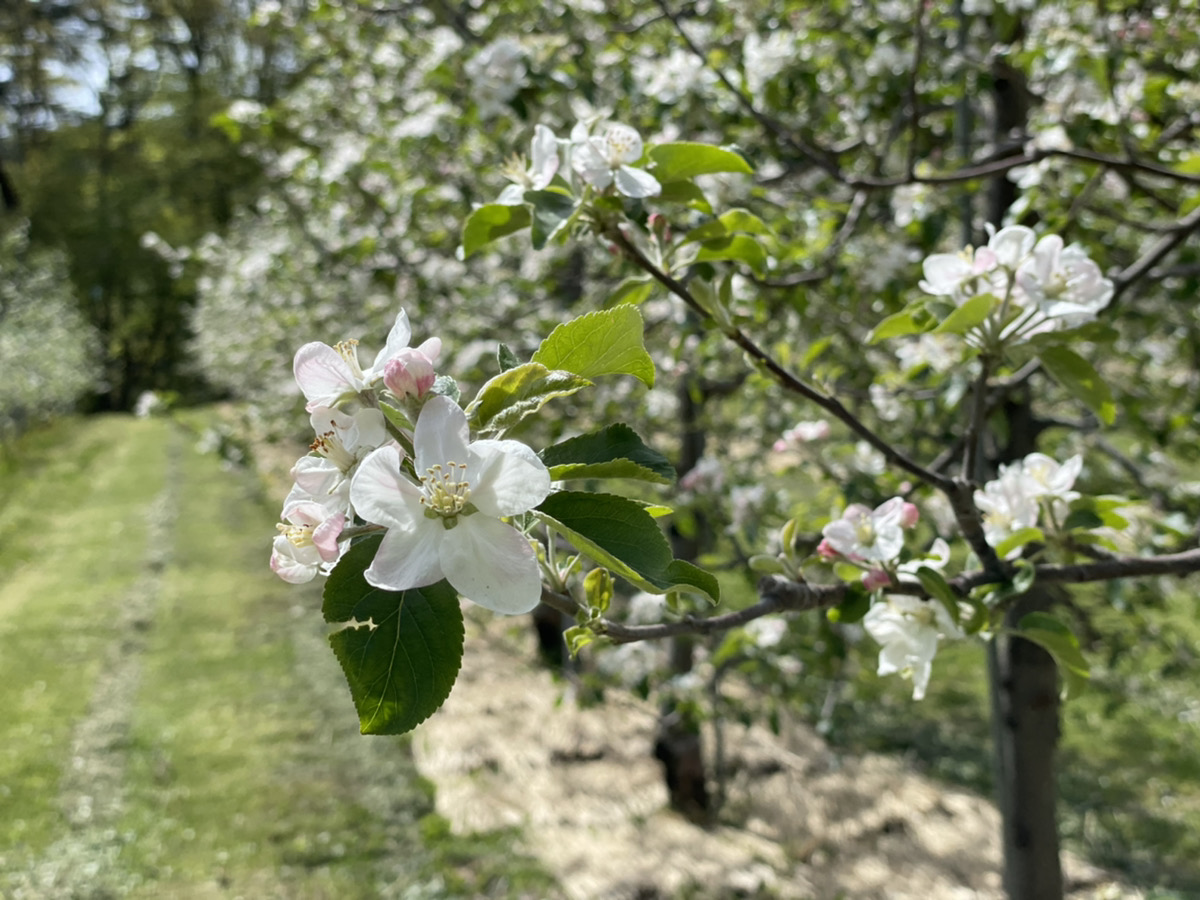 Shiawaseya-210504　花摘み。