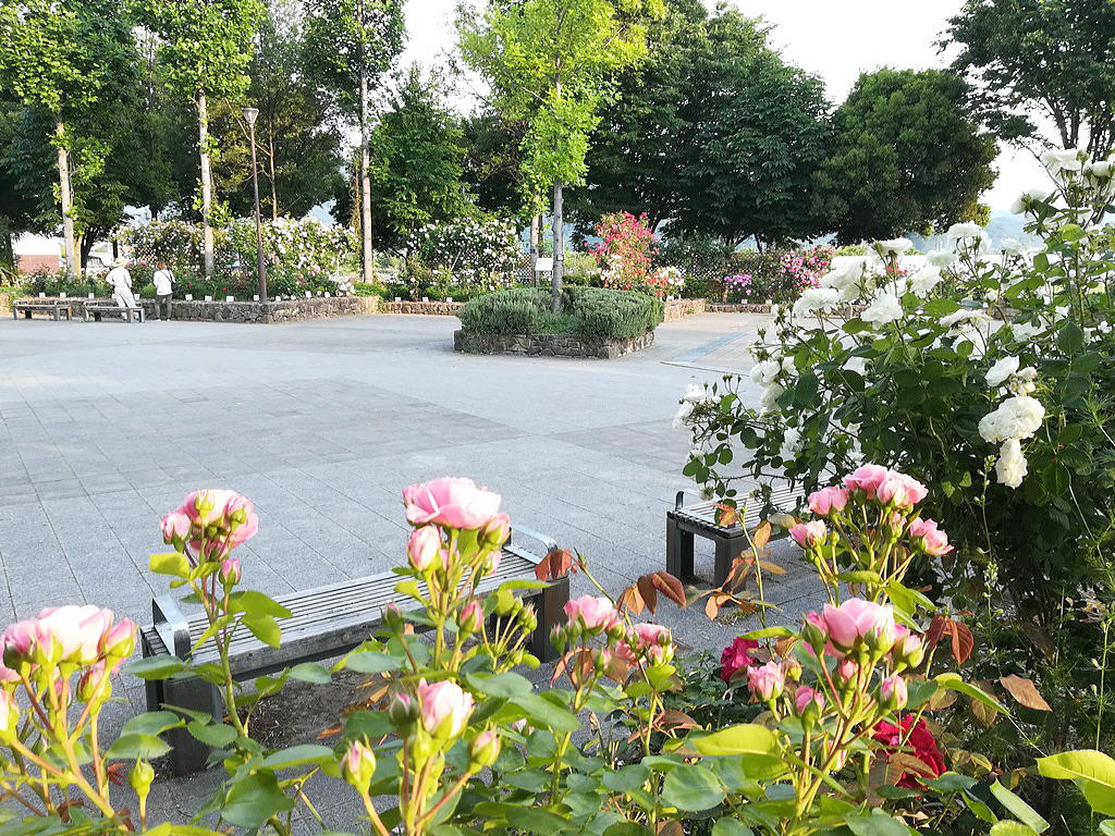 Shiawaseya-秘密の(?!)バラ園