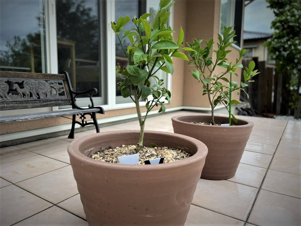 Shiawaseya-210520　檸檬！