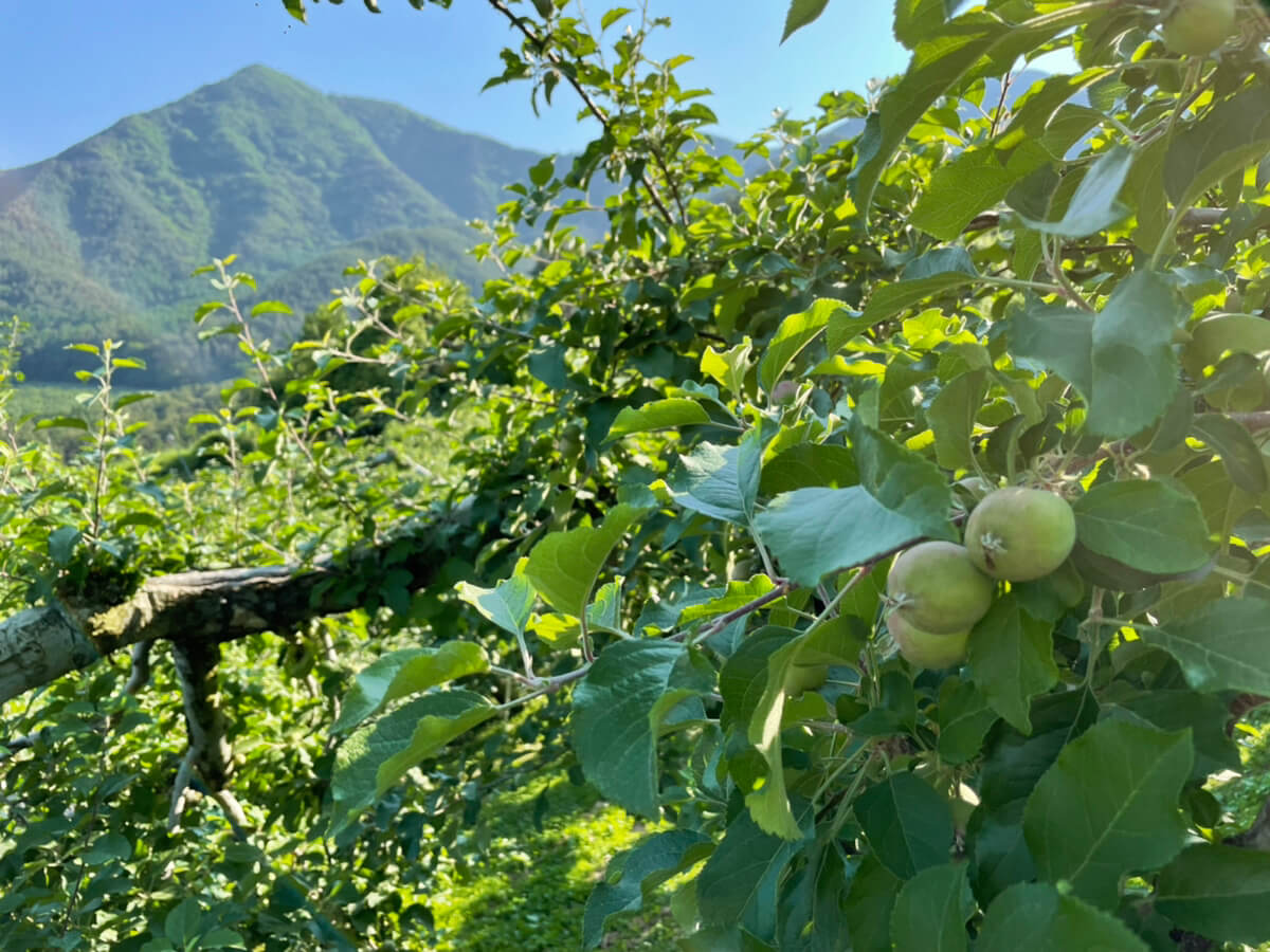 Shiawaseya-210609　摘果作業中に。