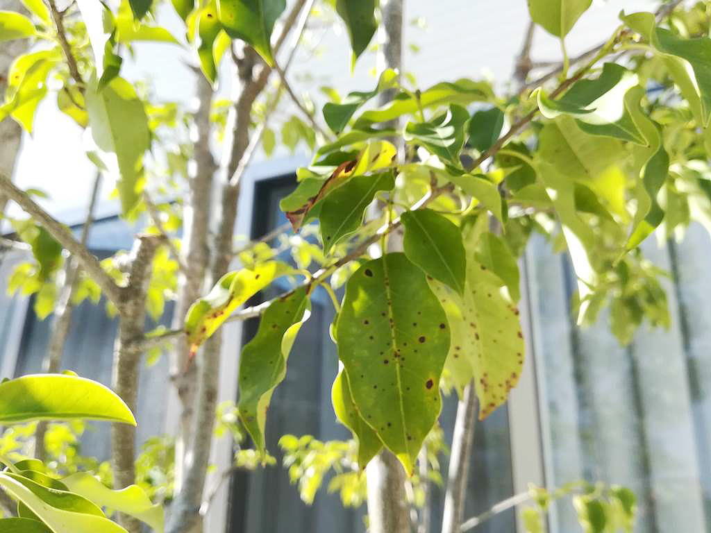 Shiawaseya-葉っぱの黒い点々（植物の病気）