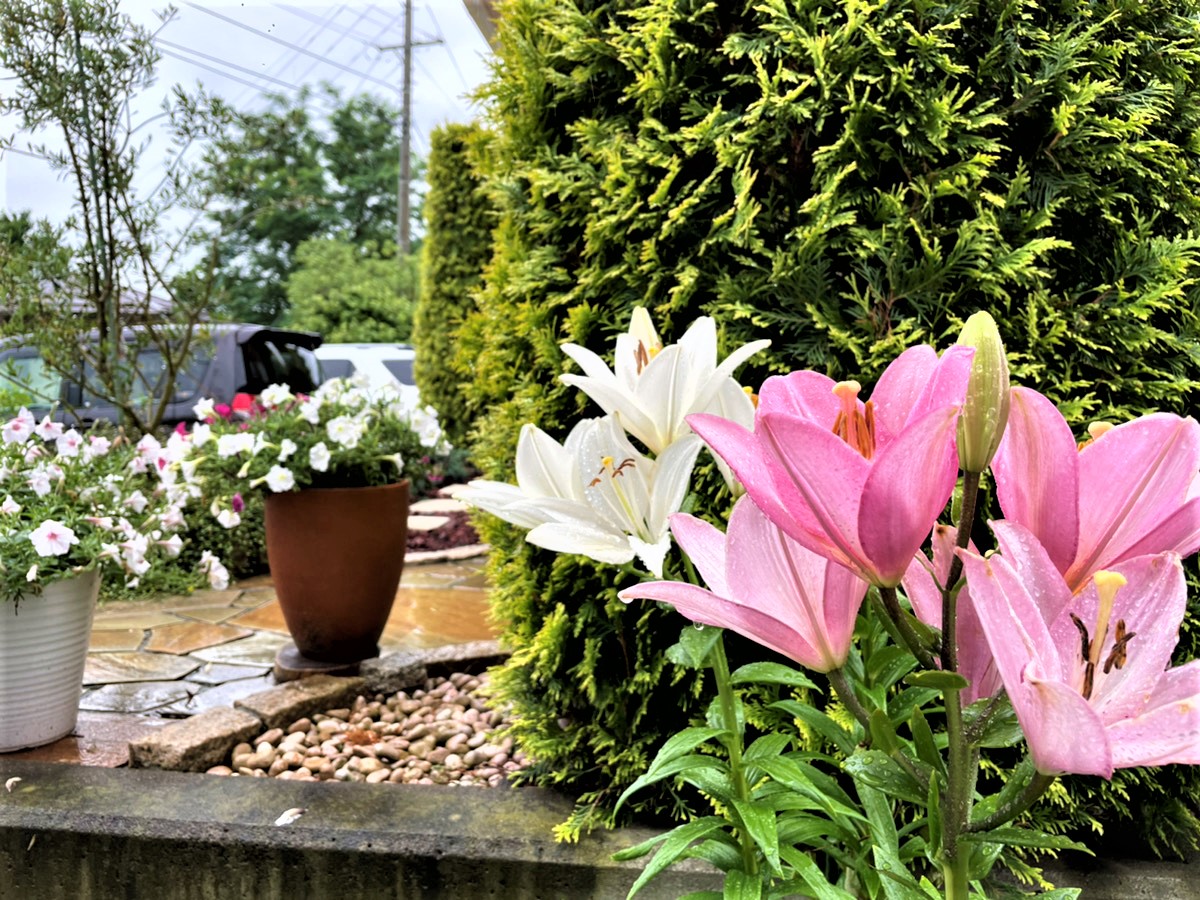 Shiawaseya-210629　雨降りの日に･･･