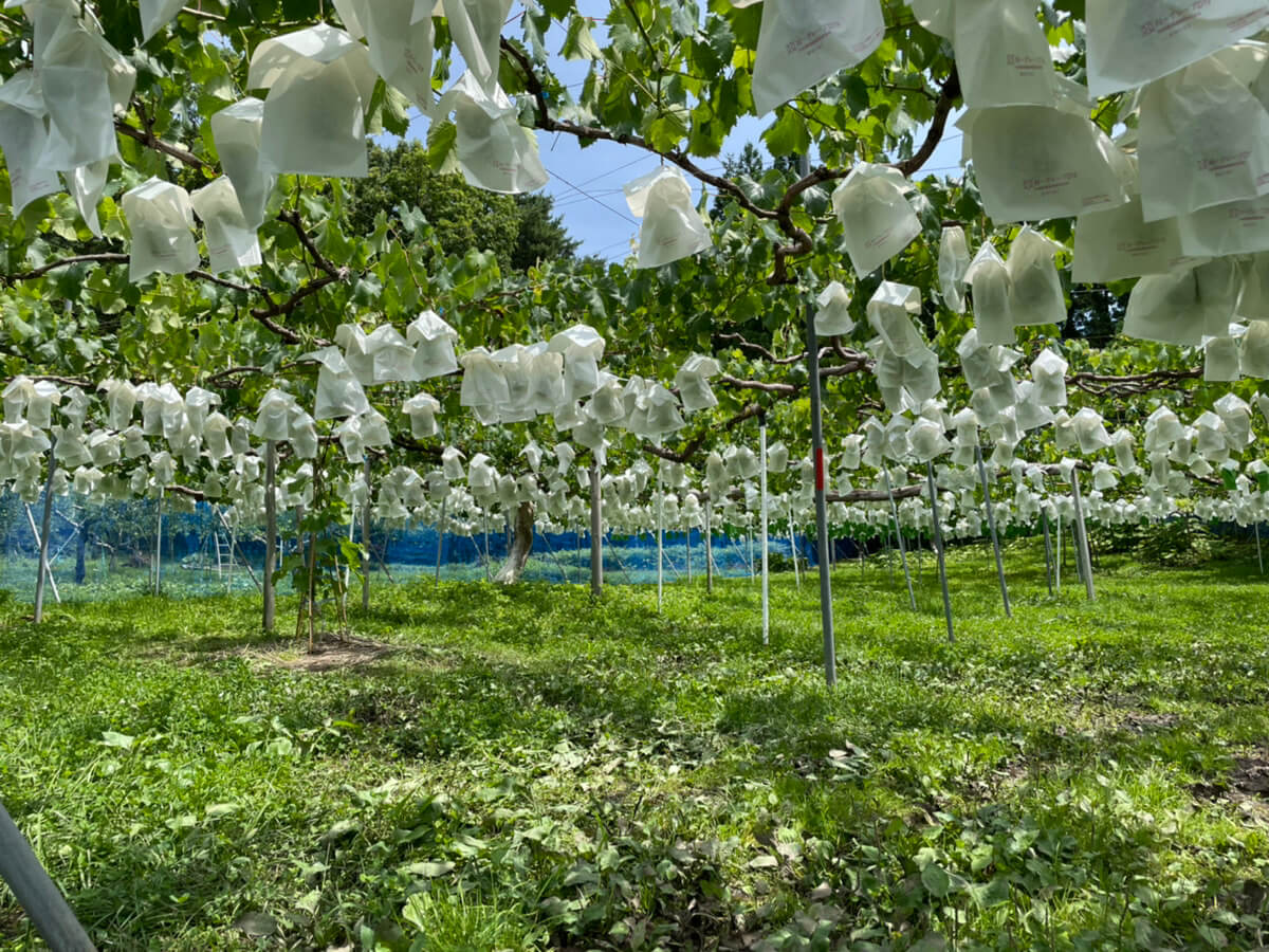 Shiawaseya-210714　額に汗して･･･^^;