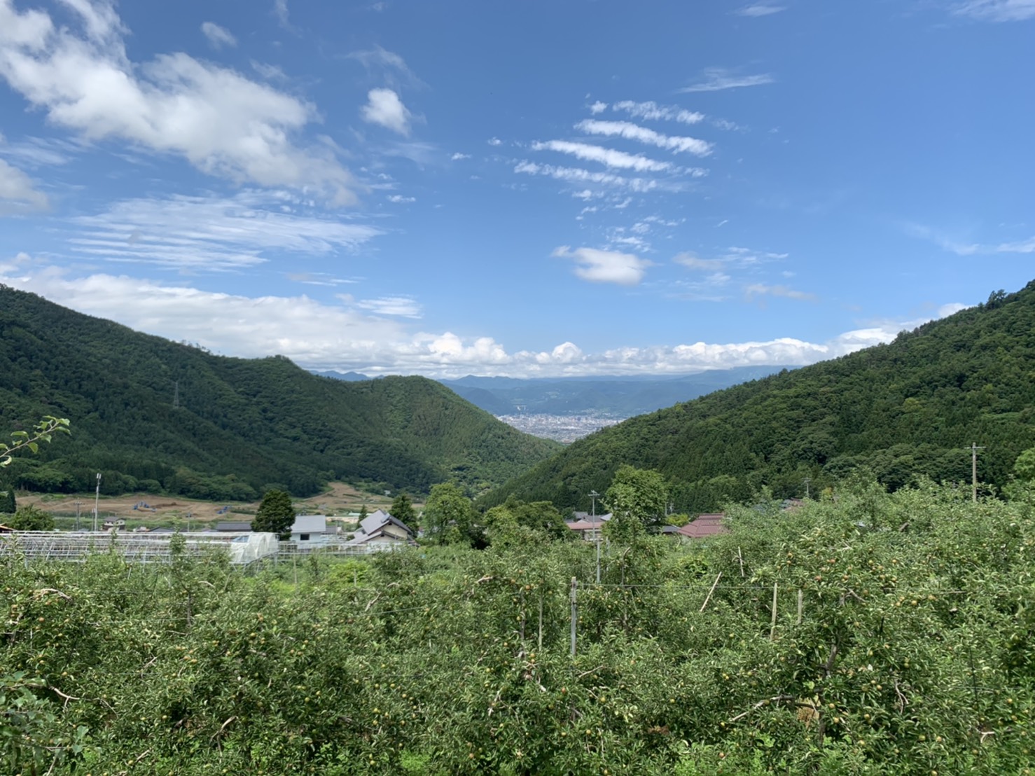 Shiawaseya-たまにはのんびり農業ライフ🍎　金井ブログ