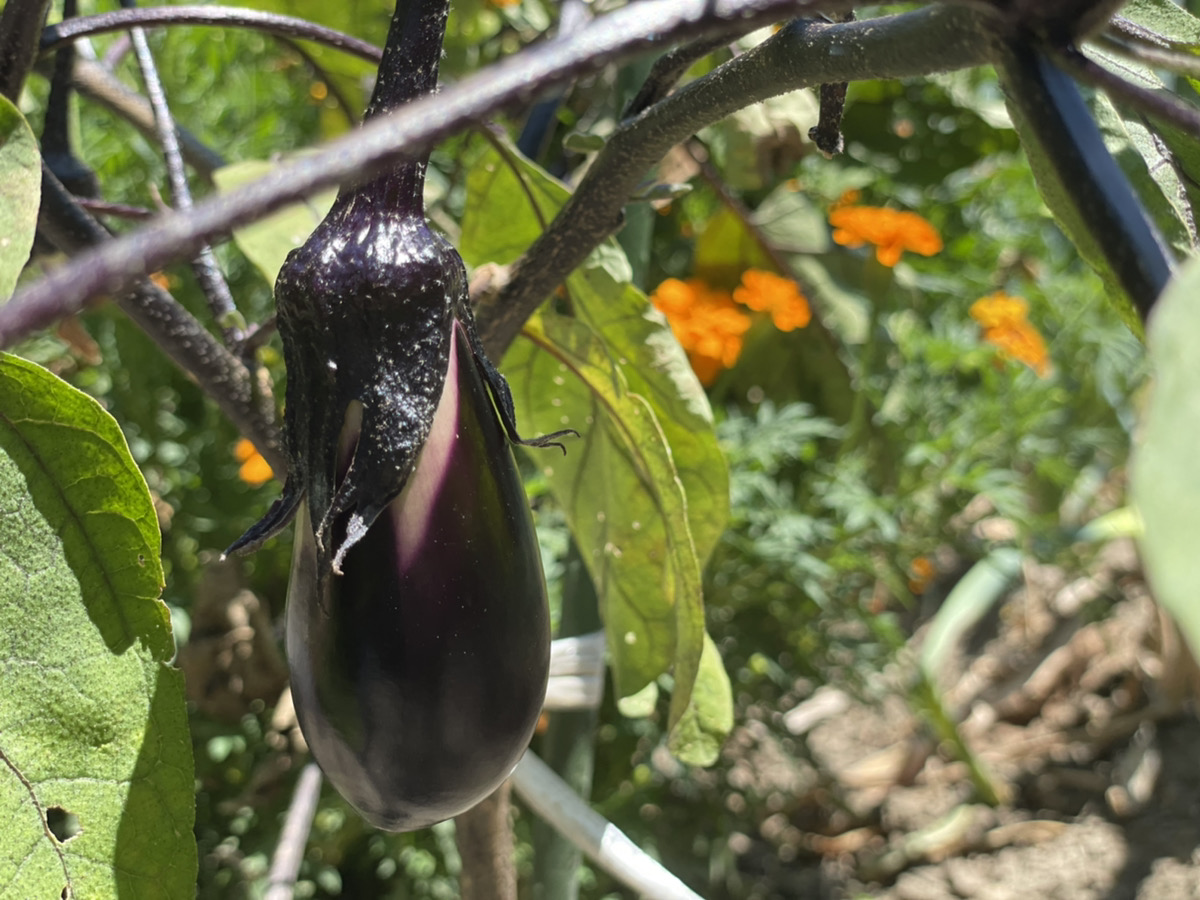 Shiawaseya-210723　今年も♪