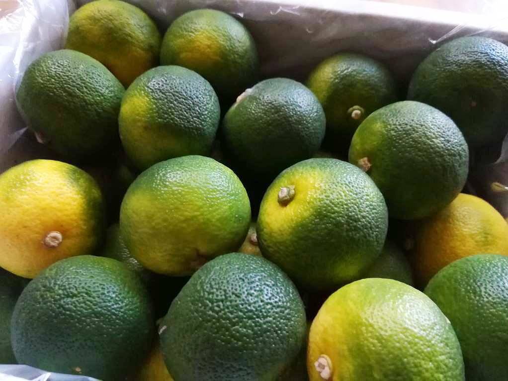 Shiawaseya-旬の果物〈すだち〉