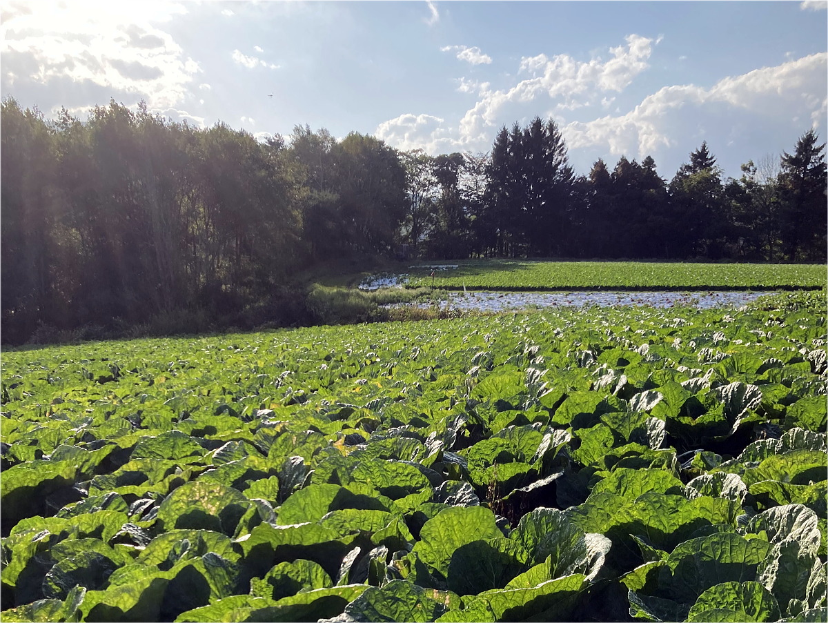 Shiawaseya-菅平にて収穫体験！！〇〇の秋？