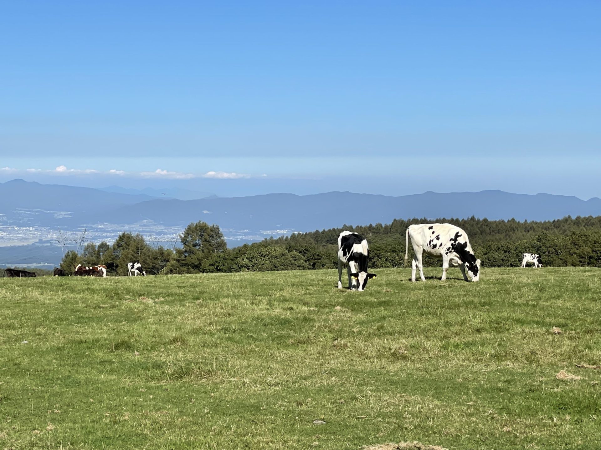 Shiawaseya-210920　丑年も残すところ･･･