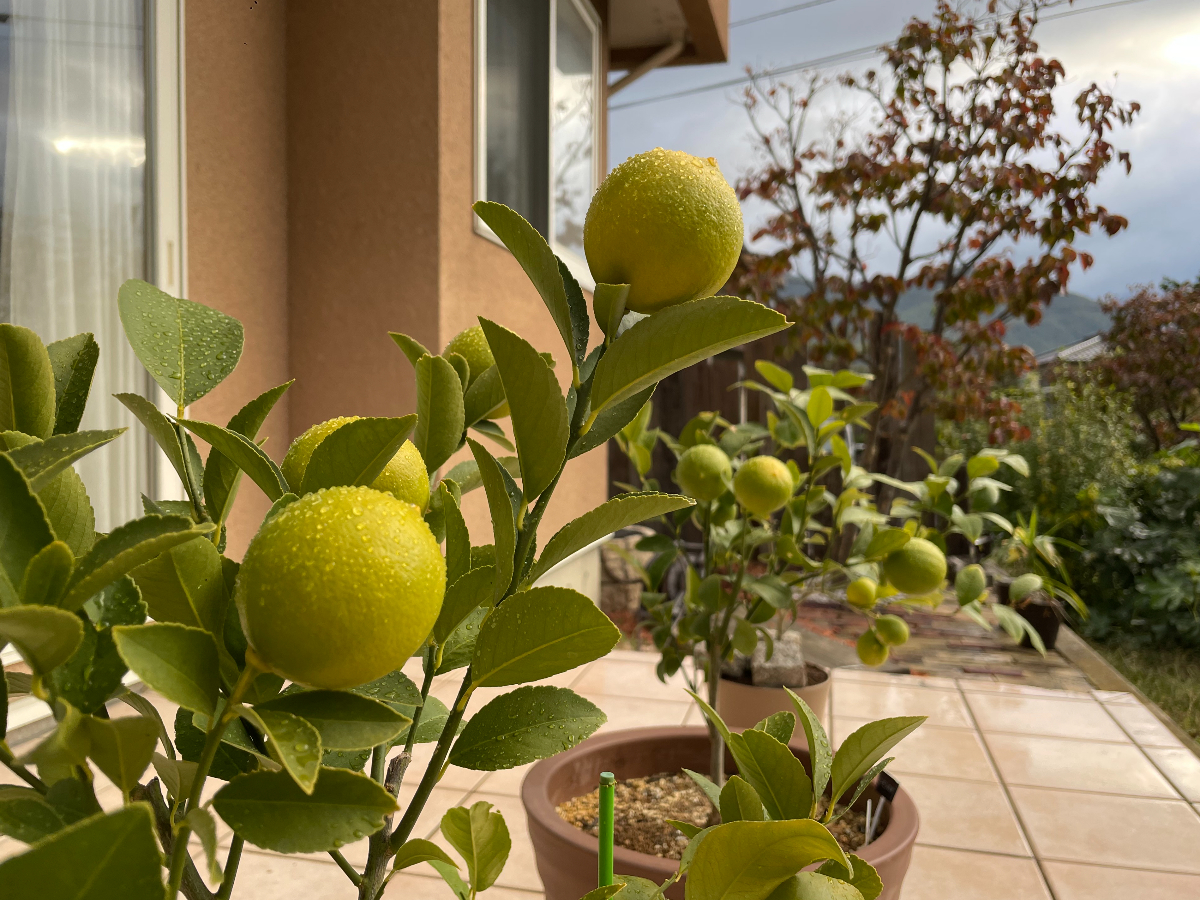 Shiawaseya-211025　檸檬の実！