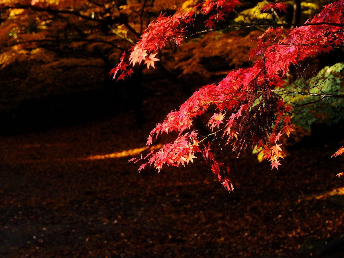 Shiawaseya-【私ごと】紅葉を撮ってきました。