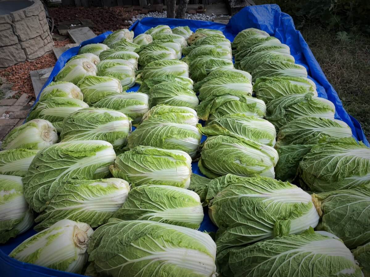 Shiawaseya-211125　初冬の風物詩。