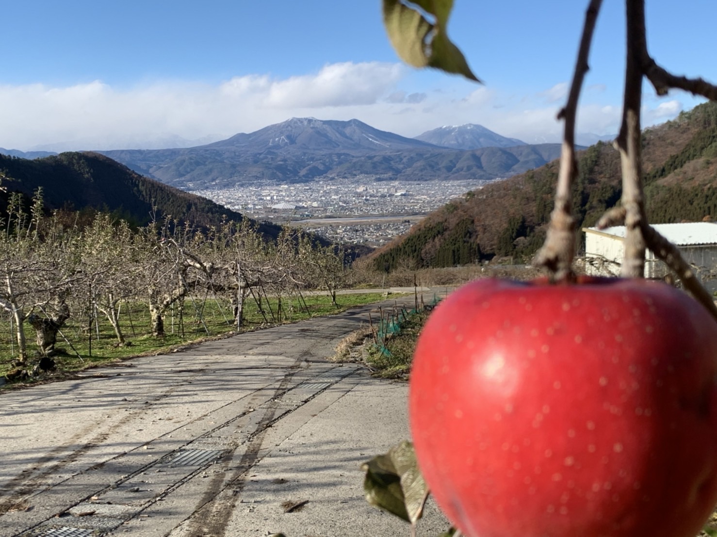 Shiawaseya-りんごの収穫🍎　　金井ブログ