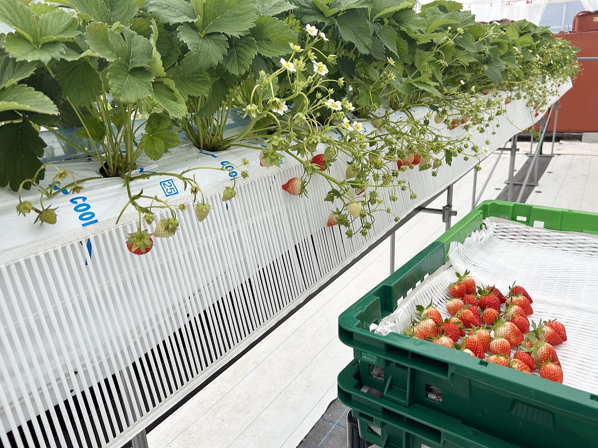 菅平高原　いちごの収穫とレタス