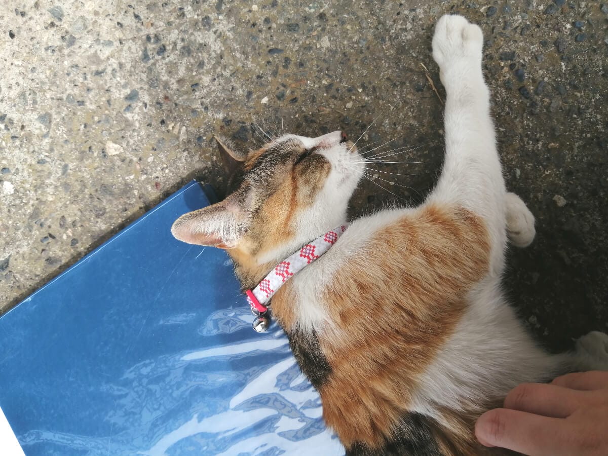 にゃんでもない日