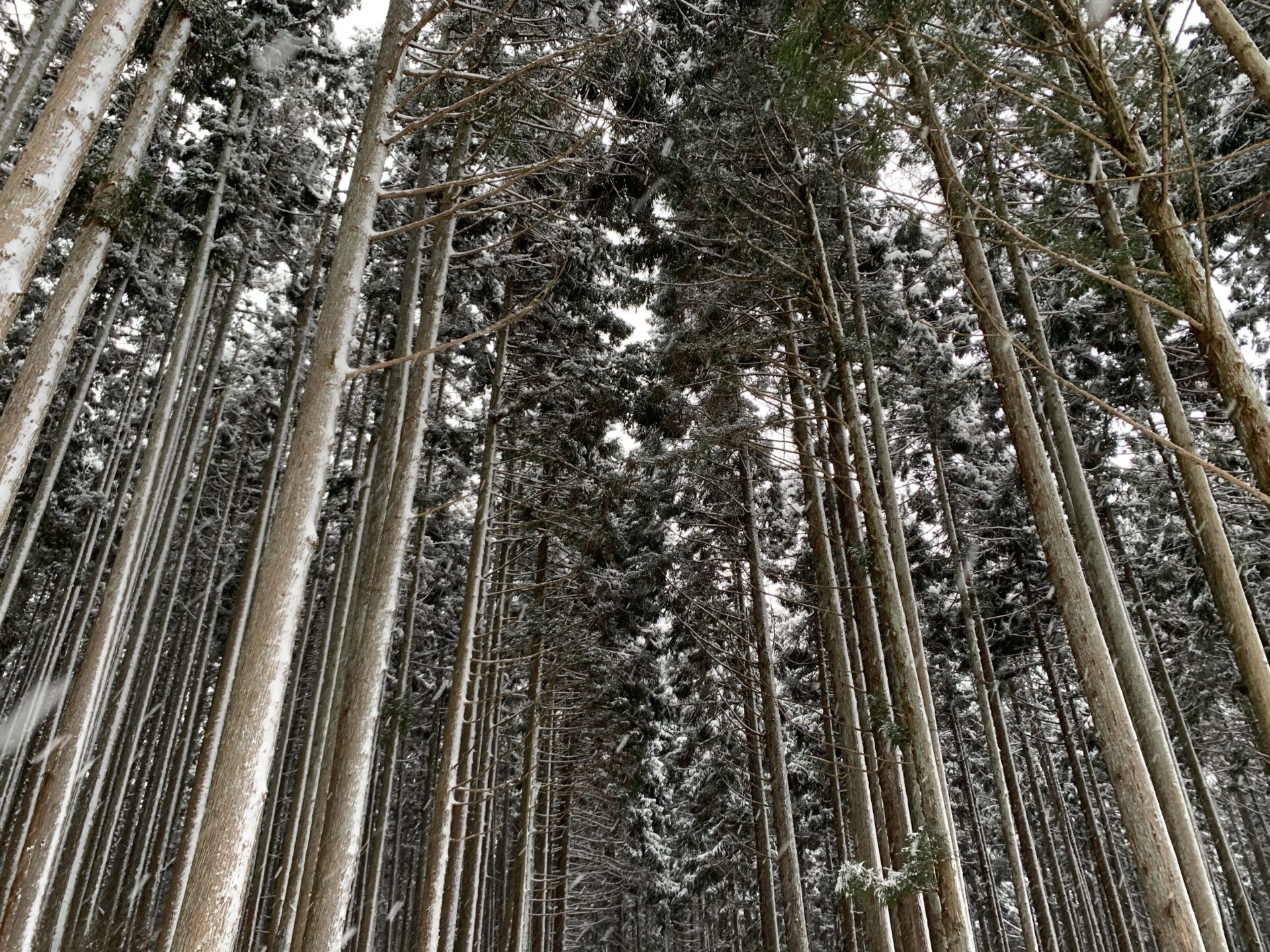 Shiawaseya-❄冬到来❄