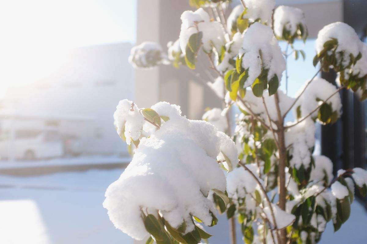 Shiawaseya-【家づくり】家のこと考えてたら、車と似てた話。