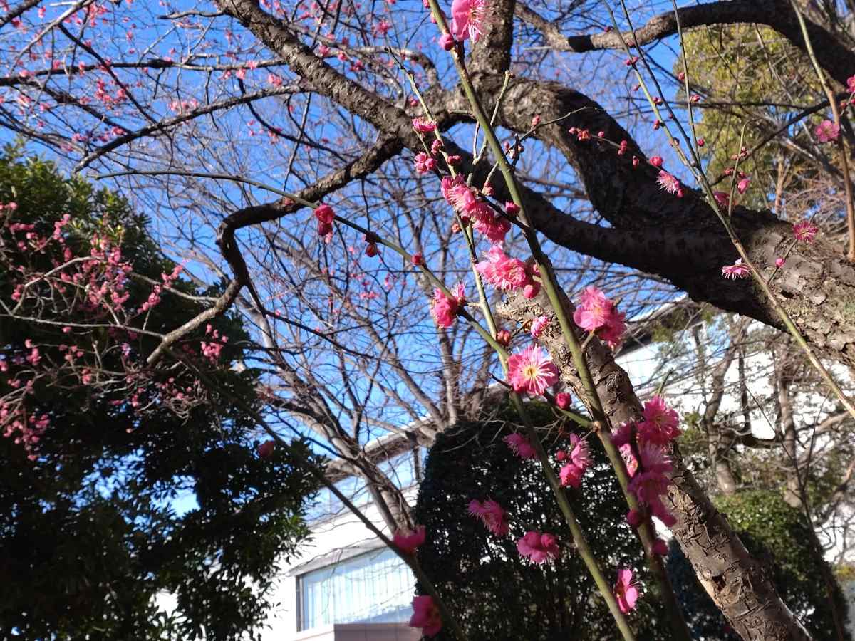 Shiawaseya-東京国立博物館　と　梅の花