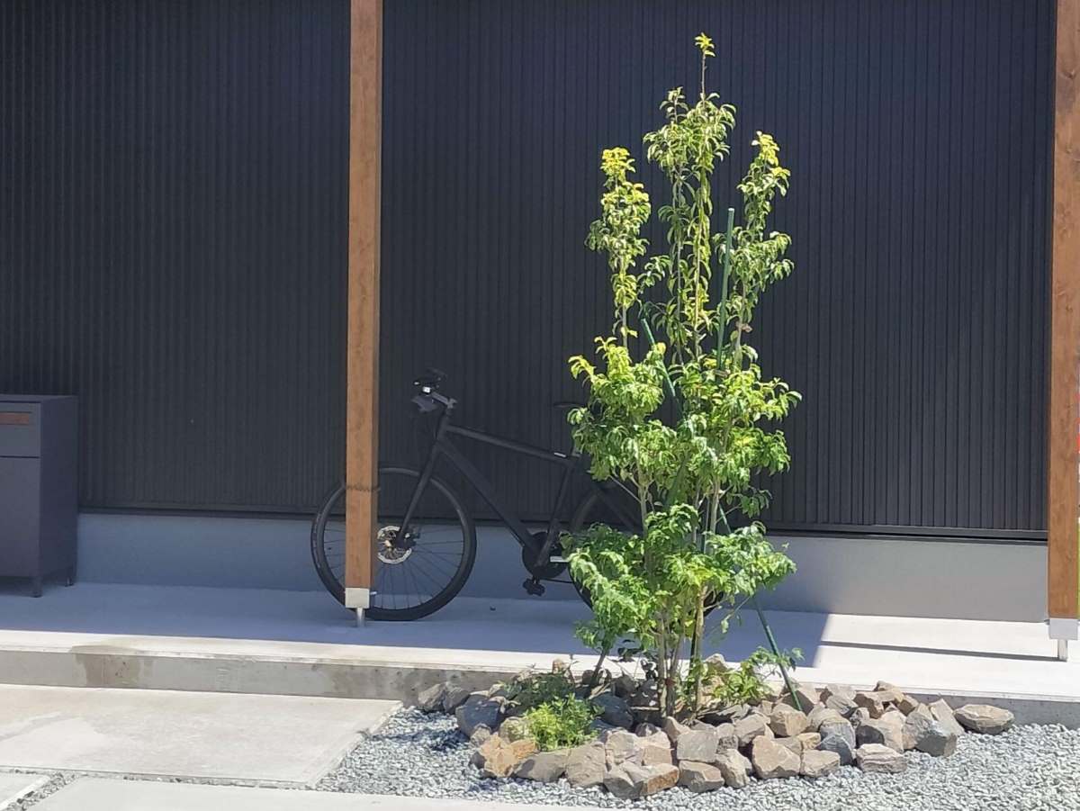 Shiawaseya-シンボルツリーを植える、そして育て方とメンテナンスは・・・