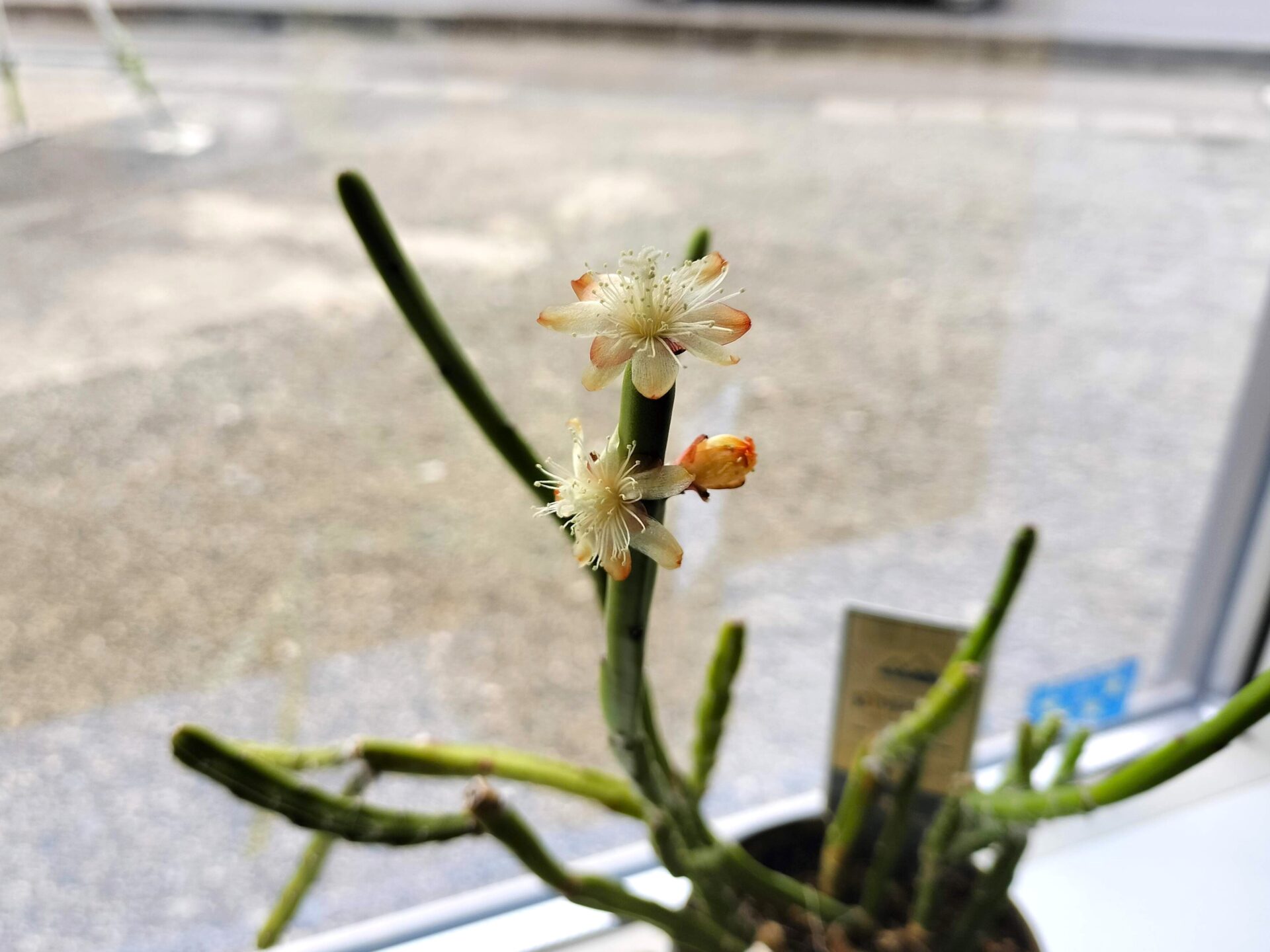 Shiawaseya-リプサリスの開花✨