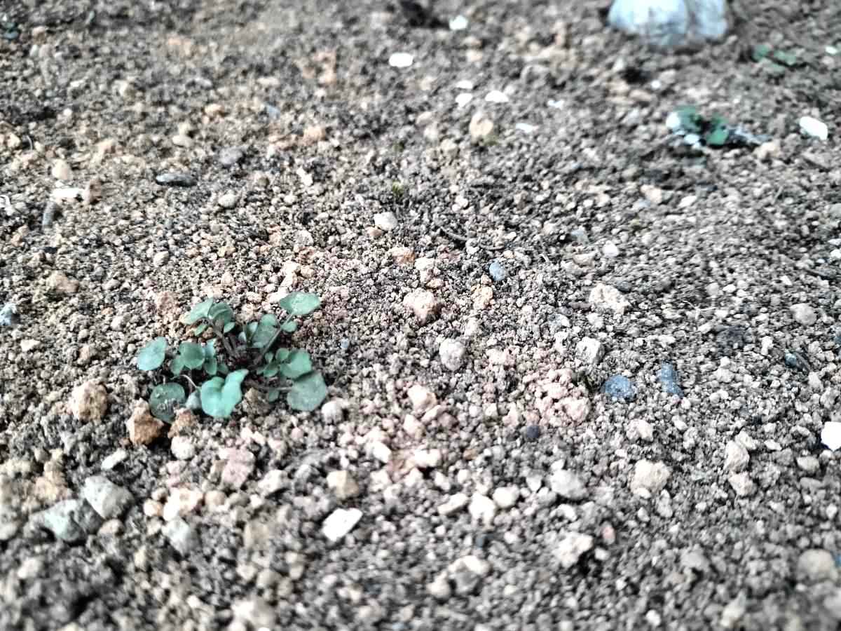 Shiawaseya-早春も、草取りと除草剤の季節(⁉)