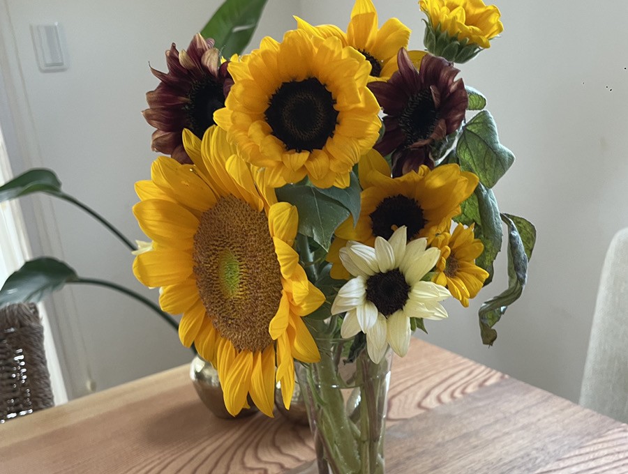 Shiawaseya-250903　長男からの嬉しい連絡