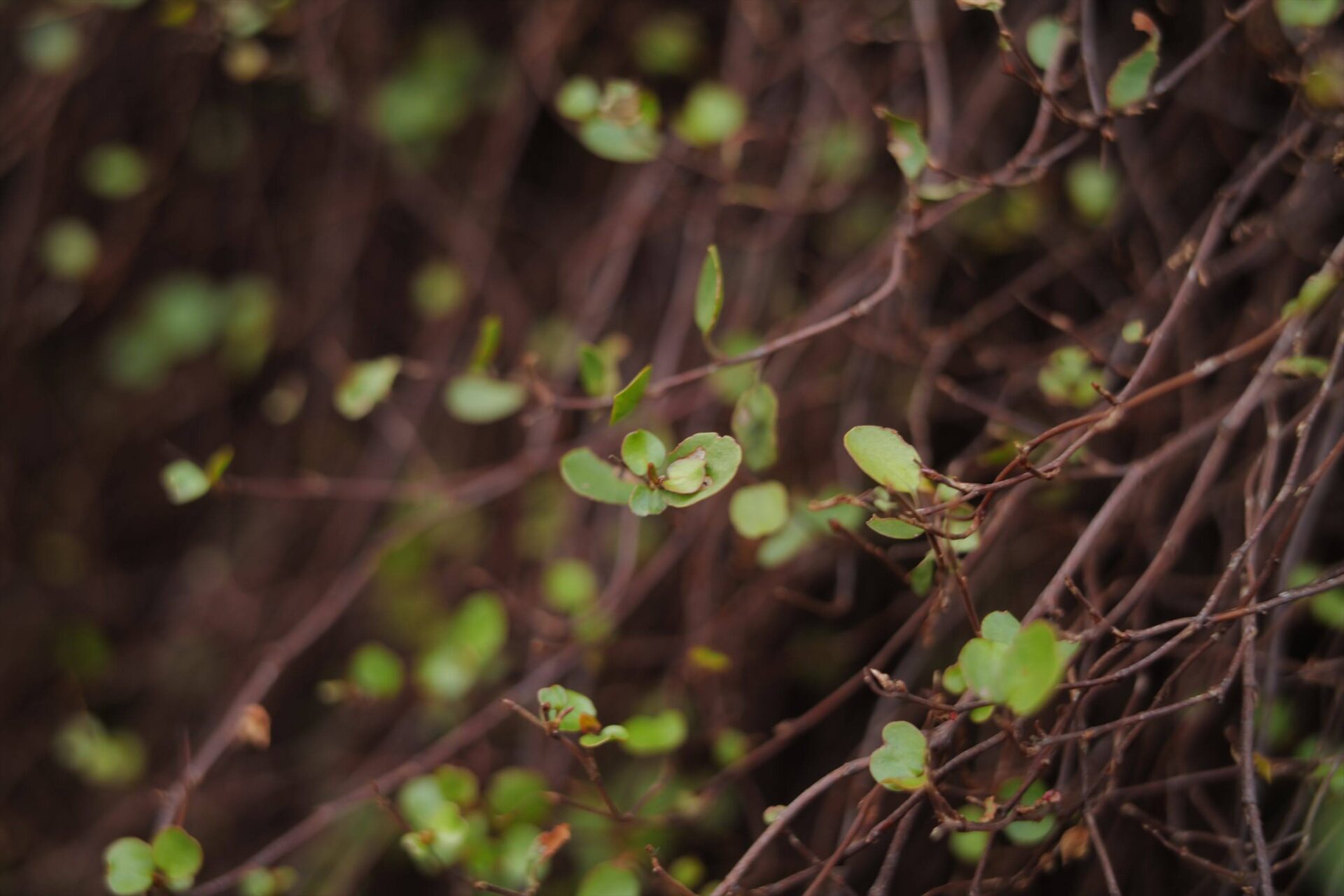 Shiawaseya-【家づくり】家のこと考えてたら、車と似てた話。
