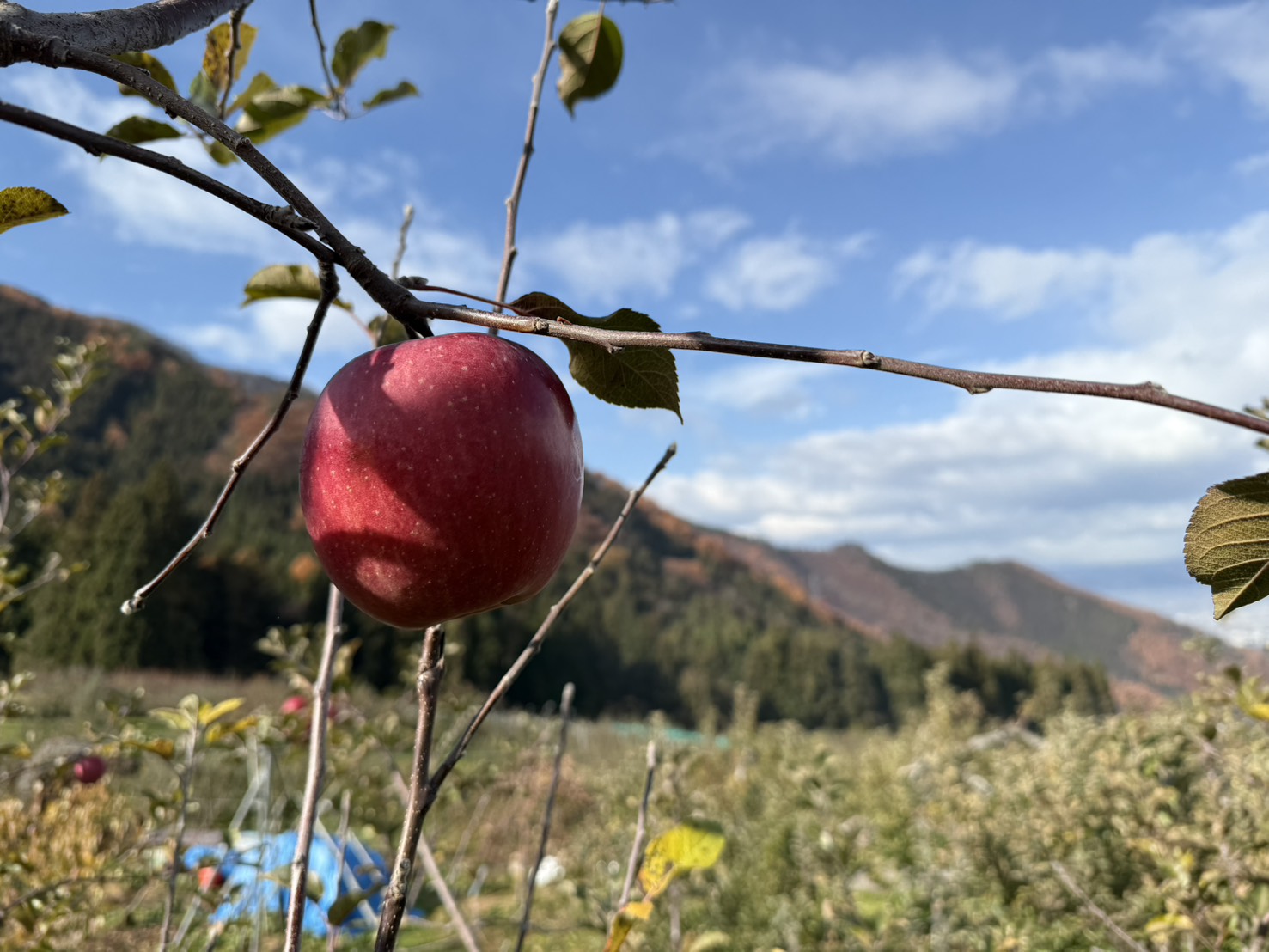 Shiawaseya-🍎今年の出来は🍎
