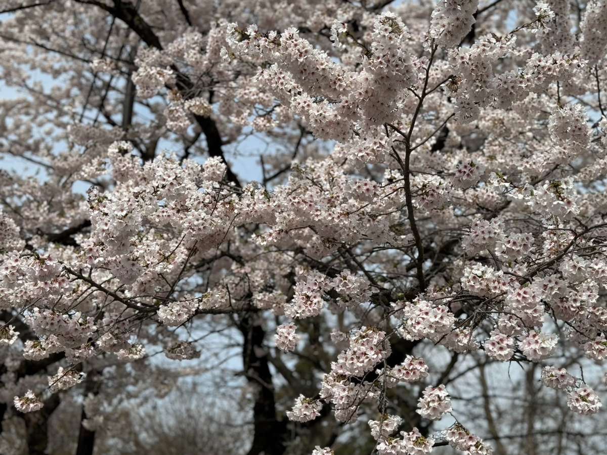 Shiawaseya-〇桜　上手に撮る方法　知りたい〇　丸山ブログ