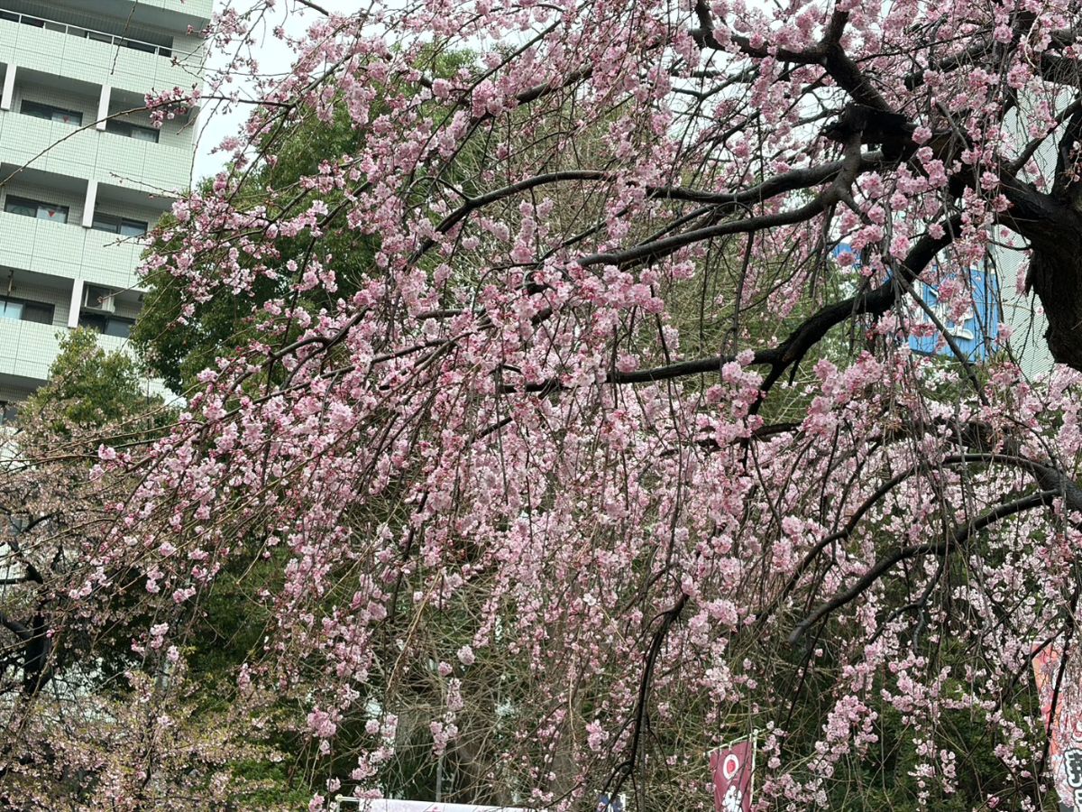 Shiawaseya-〇食欲の春〇　丸山ブログ