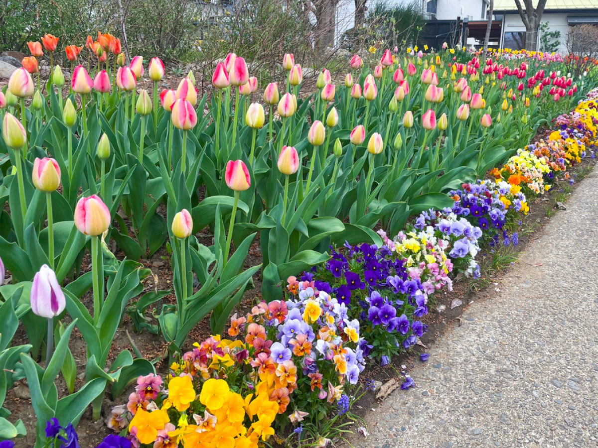 Shiawaseya-【小布施】くりと花の町