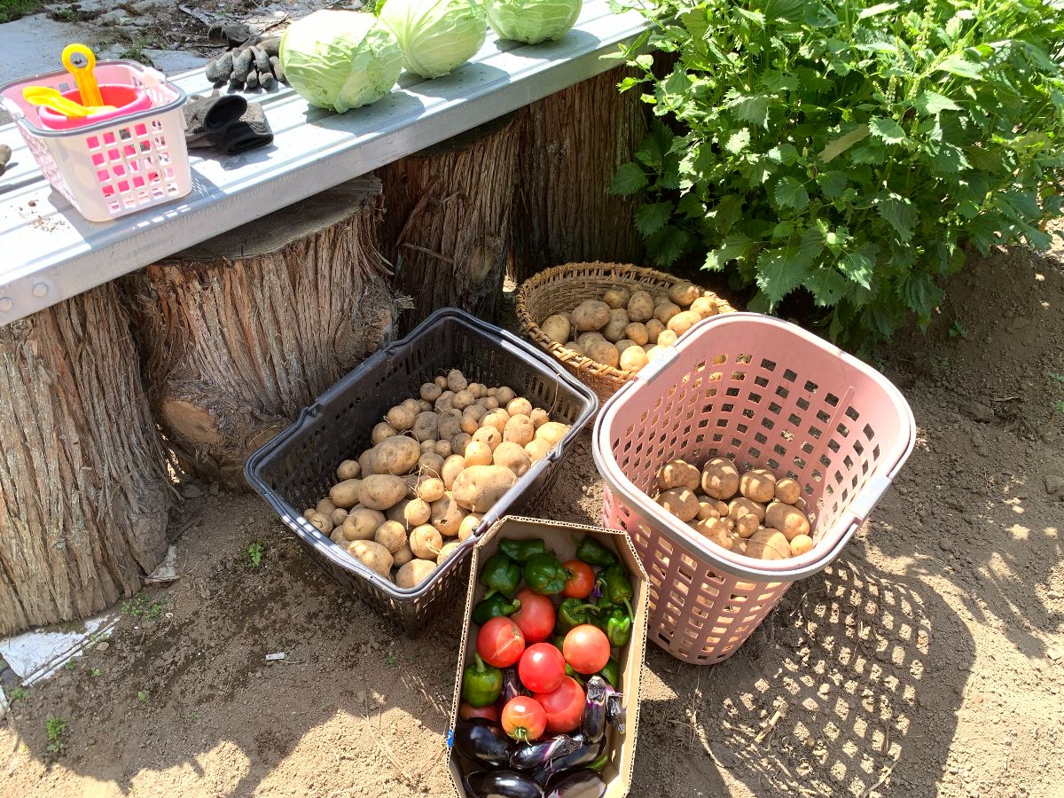 Shiawaseya-野菜の収穫体験をしてきました